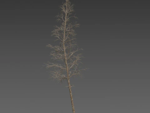 Dead Pine Tree Pack 3D Model