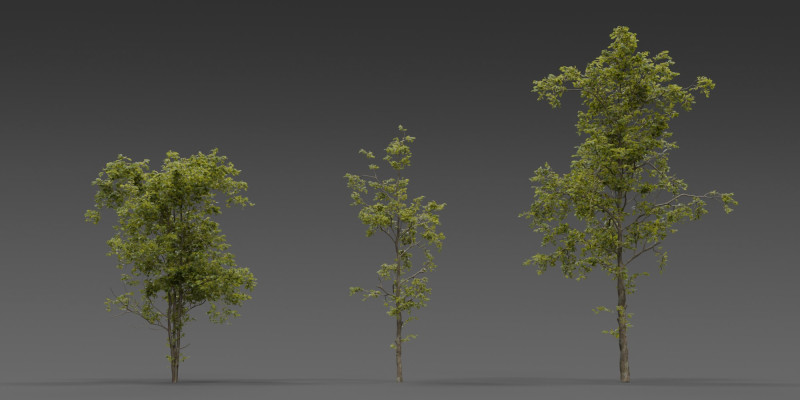 Combretum Tree Pack 12 Stylized Variants 3D Modell .c4d .max .obj .3ds .fbx .stl .blend