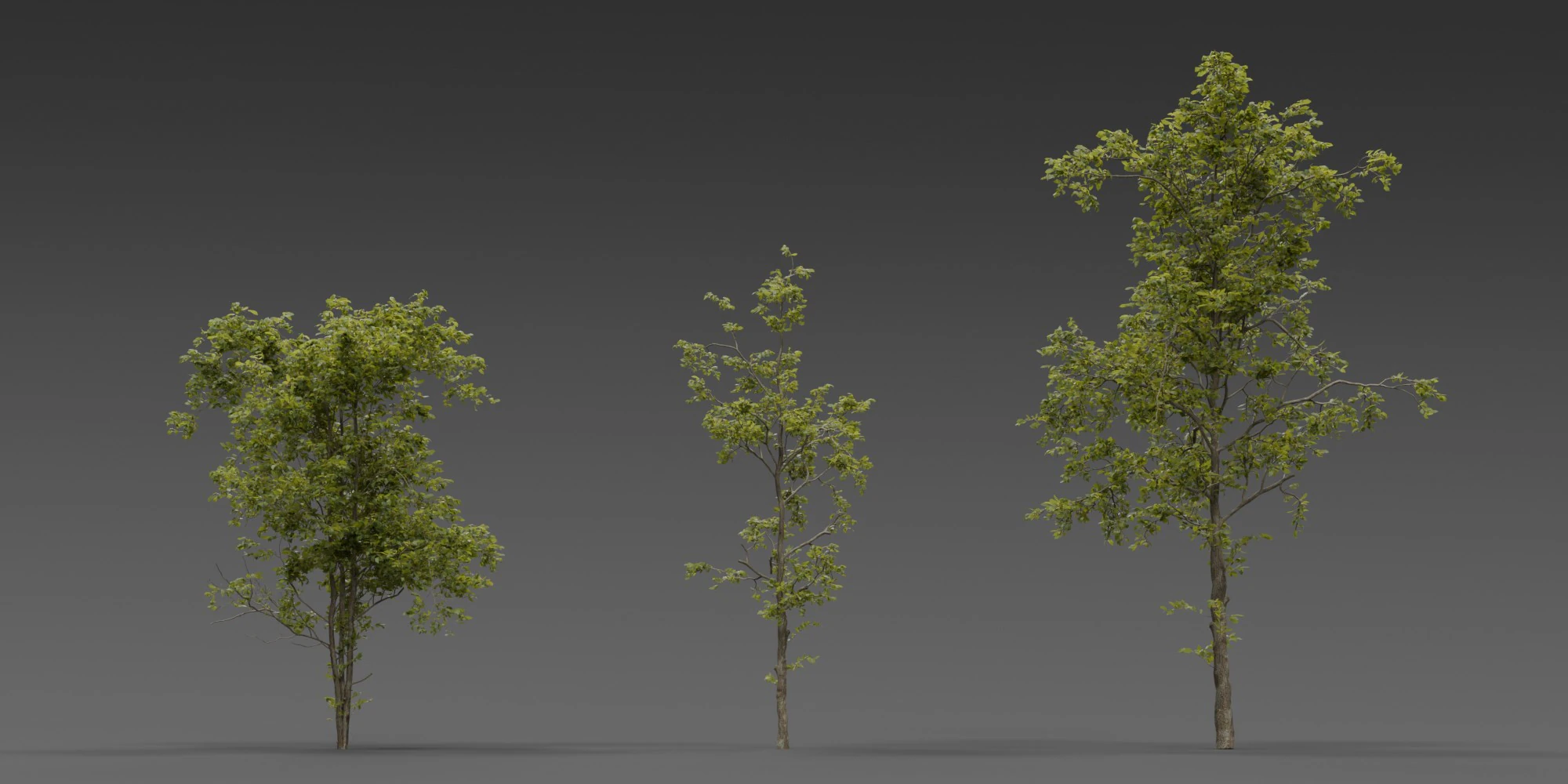 Combretum Tree Pack 12 Stylized Variants 3D Model .c4d .max .obj .3ds .fbx .stl .blend