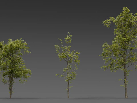 Combretum Tree Pack 12 стилізованих варіантів 3D Модель