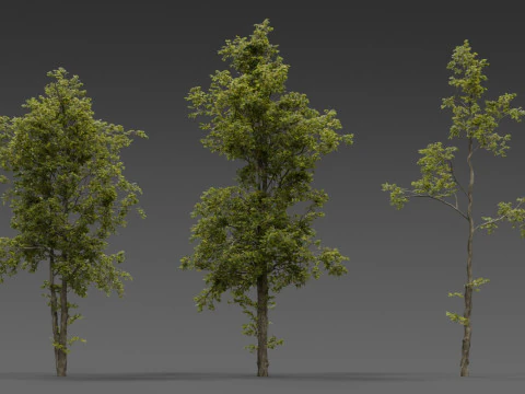 Combretum Tree Pack 12 Stylized Variants 3D Model