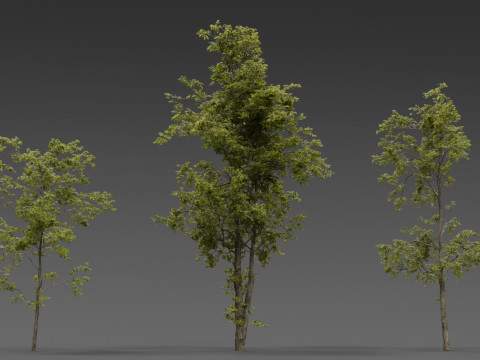 Combretum Tree Pack 12 Stylized Variants 3D Modell