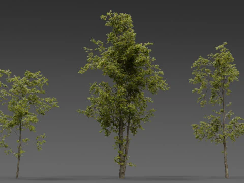 Combretum Tree Pack 12 Stylized Variants 3D Model
