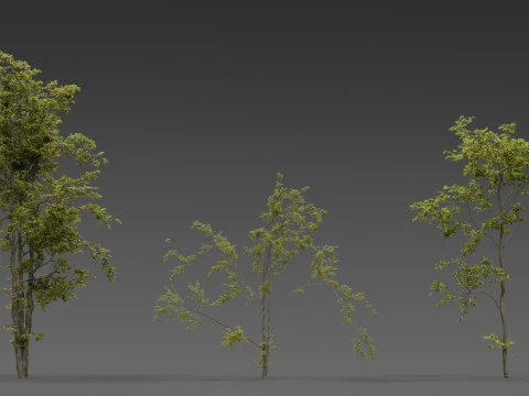 Combretum Tree Pack 12 Stylized Variants 3D Model