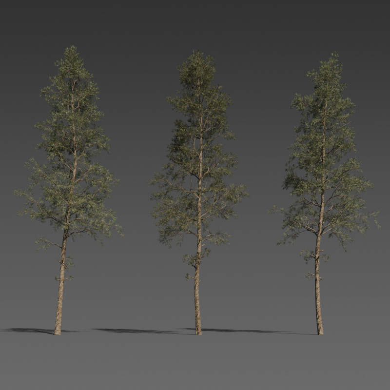 Pine Tree Pack 3 Stylized Variants 3D Модель .c4d .max .obj .3ds .fbx .stl .blend