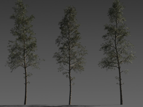 Pine Tree Pack 3 Stylized Variants 3D Модель