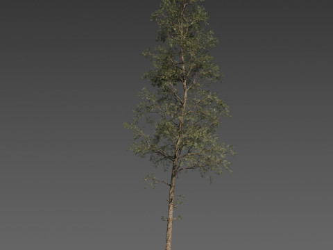 Pine Tree Pack 3 Stylized Variants 3D Модель