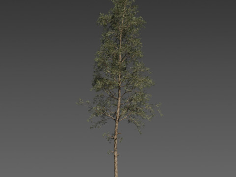 Pine Tree Pack 3 Stylized Variants 3D Модель