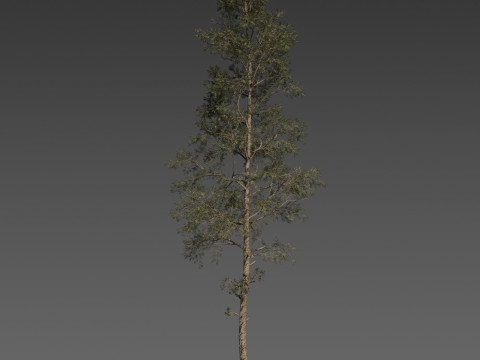 Pine Tree Pack 3 Stylized Variants 3D Модель