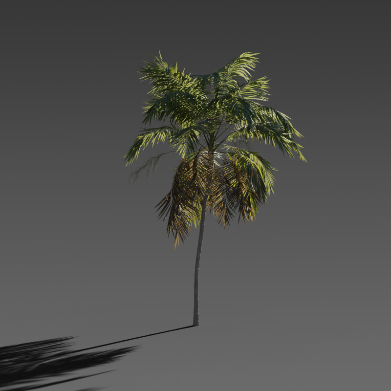 Set of 6 Stylized Palm Tree s 3D 모델 .c4d .max .obj .3ds .fbx .stl .blend 