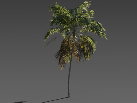 Set of 6 Stylized Palm Tree s 3Dモデル