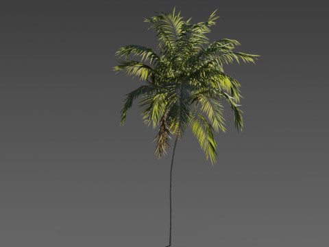 Set of 6 Stylized Palm Tree s 3D 모델