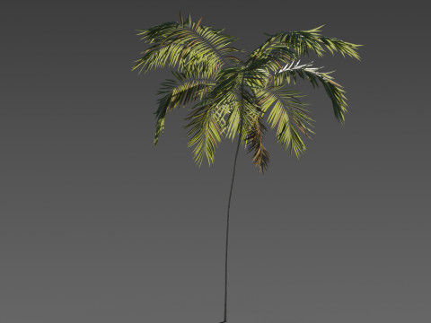Set of 6 Stylized Palm Tree s 3D 모델
