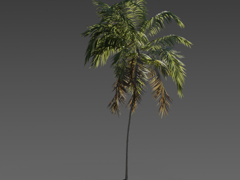 Set of 6 Stylized Palm Tree s 3D 모델