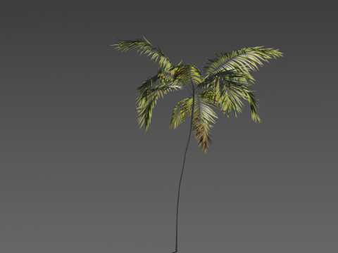 Set of 6 Stylized Palm Tree s 3D 모델