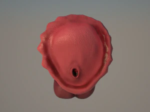 horse penis remaster 3D Model