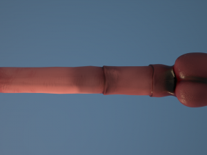 horse penis remaster Modelo 3D