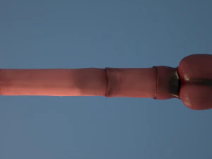 horse penis remaster 3D Model