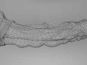 spider penis 3D Model