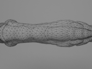 spider penis 3D Model
