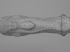 spider penis 3D Model