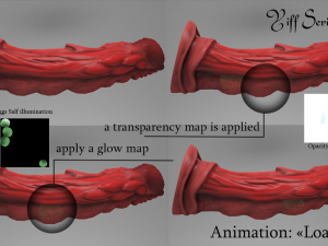 spider penis 3D Model