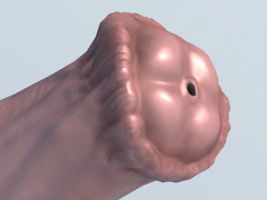 cavallo pene titano Modello 3D