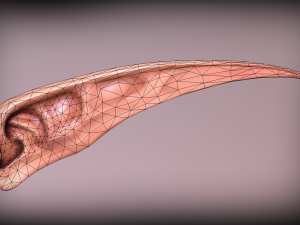 elven ear Modelo 3D