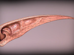 elven ear 3D Model