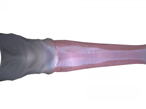 Realistic horse penis 3D Model