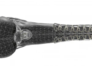 Horse penis set 3D Model