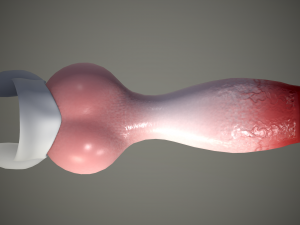 dog penis classic 3D 모델