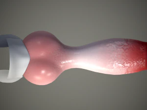 dog penis classic 3D Model