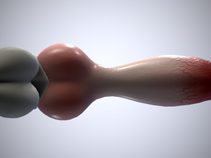 dog penis classic 3D 모델