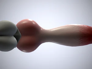 dog penis classic 3D Model