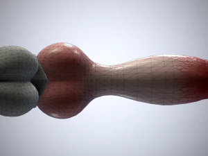 dog penis classic 3D Model