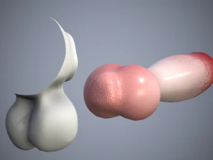 dog penis classic 3D Model