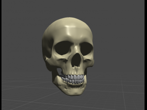 skul 3D Model