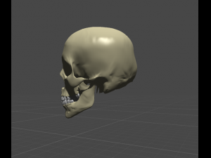 skul 3D Model