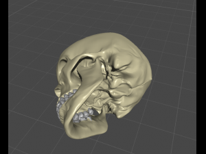 skul 3D Model