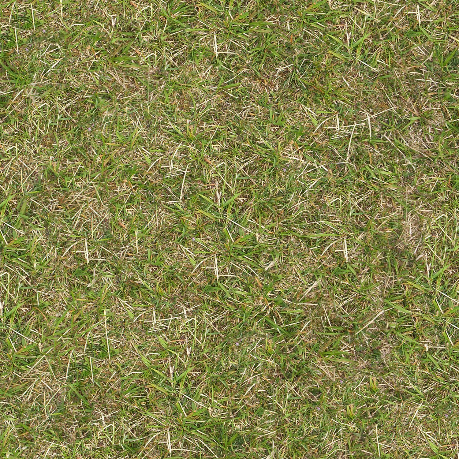 hq grass terrain textures CG Textures .c4d .max .obj .3ds .fbx .stl .blend 