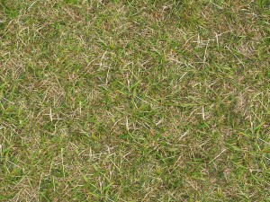 hq grass terrain textures CG Tekstury