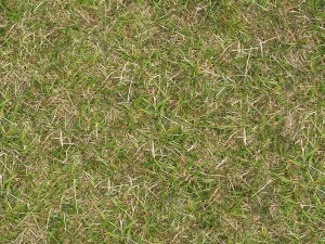 hq grass terrain textures CG Textures