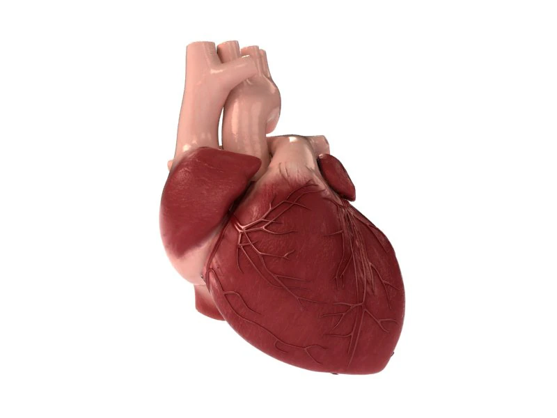 detailed 3d human heart 3D Model .c4d .max .obj .3ds .fbx .stl .blend