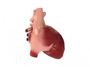 detailed 3d human heart 3D Model