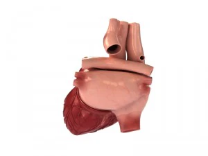 detailed 3d human heart 3D Model
