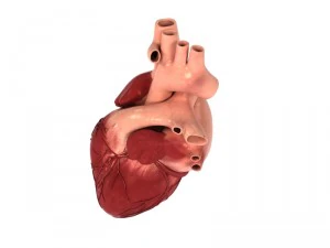 detailed 3d human heart 3D Model