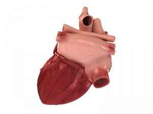 detailed 3d human heart 3D Model
