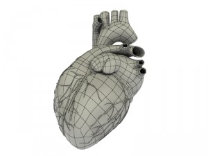 detailed 3d human heart 3D Модель