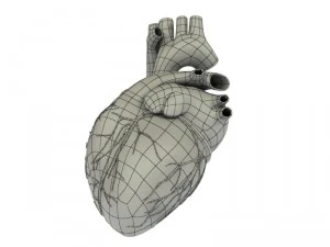 detailed 3d human heart 3D Model